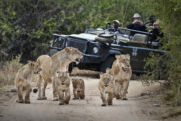 South Africa's Tourism Boom