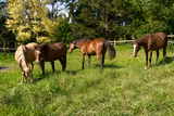 80Ha Farm For Sale in Dargle