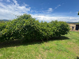 Property 1054183 - Image 35