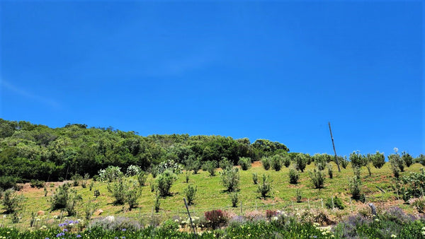 Property 1180715 - Image 38