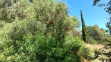 Property 1399090 - Image 25
