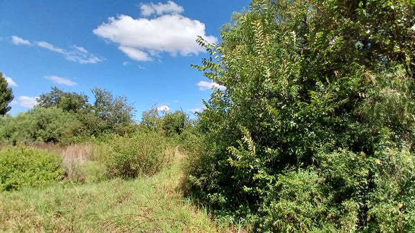 Property 1399090 - Image 9