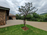 Property 2997413 - Image 5