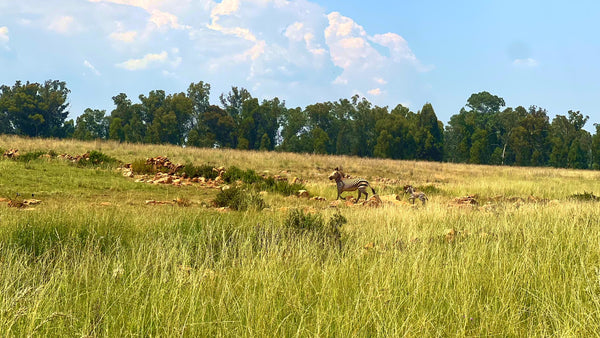 Property 3106061 - Image 13