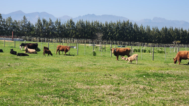 Property 313925 - Image 1