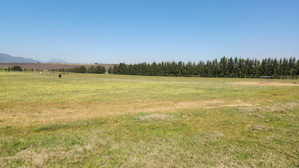 Property 313925 - Image 8