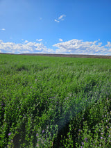 Property 388233 - Image 1