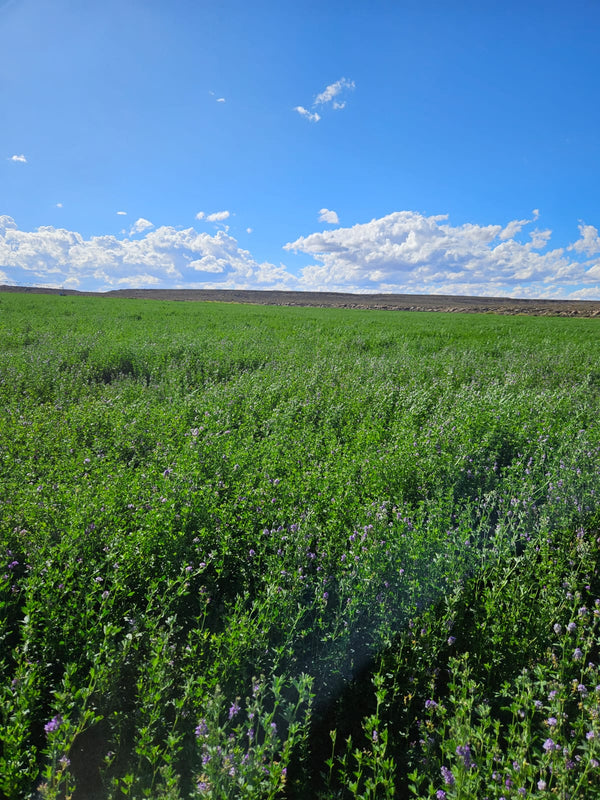 Property 388233 - Image 1