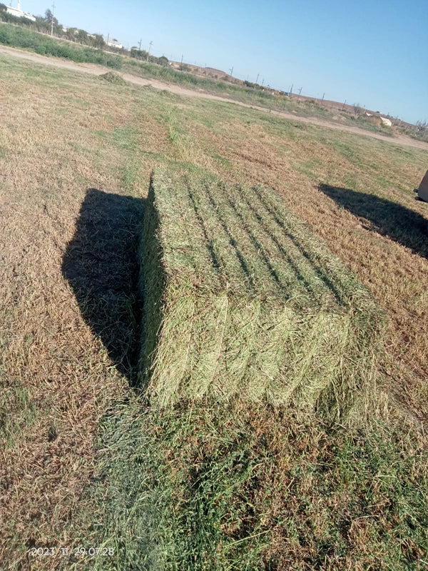 Property 388233 - Image 4