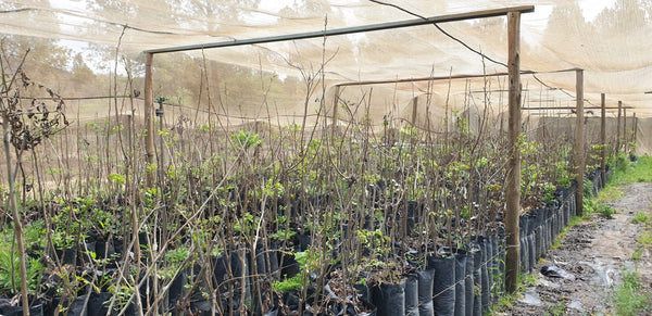 Property 415010 - Image 30