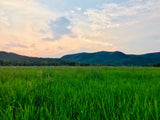 Property 48799 - Image 14