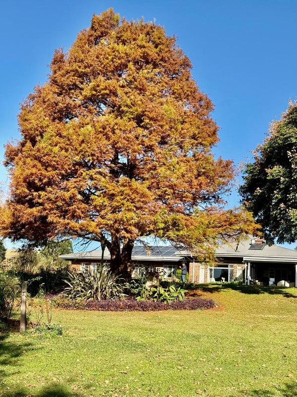 Property 602095 - Image 8