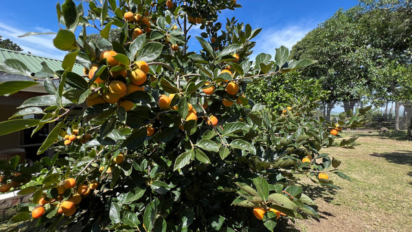 Property 666565 - Image 29