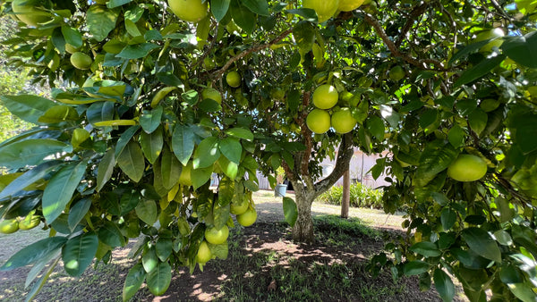 Property 666565 - Image 30